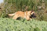 MALINOIS 290